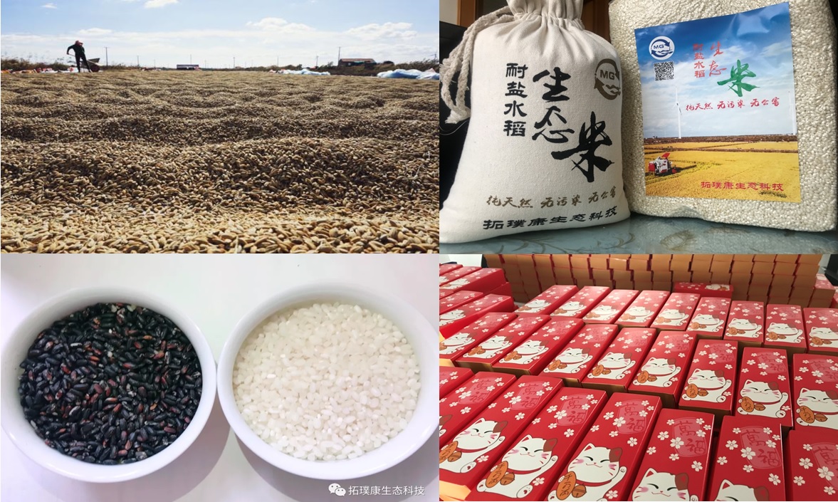盐碱地生态开发产品
